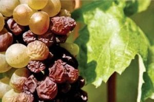 26 июня -  празднуем день Токайского вина!