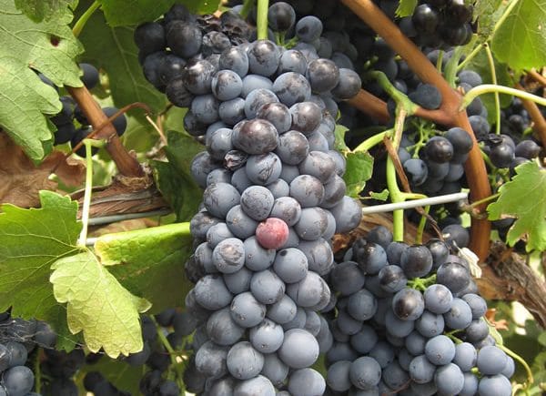 16 февраля международный день шираз