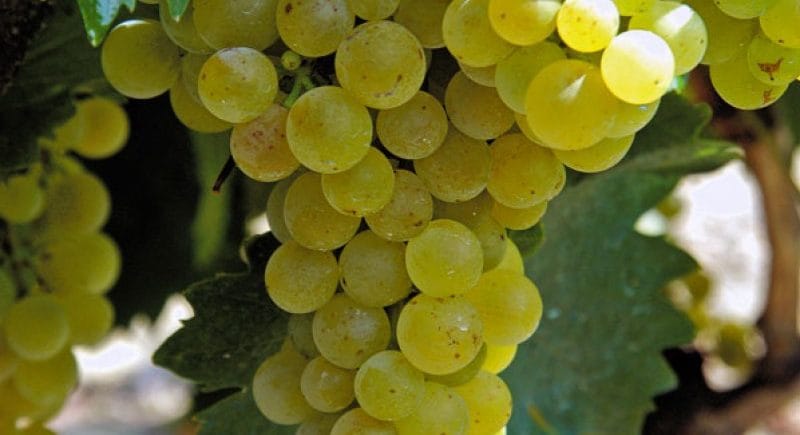 день МУСКАТА и вина из этого сорта