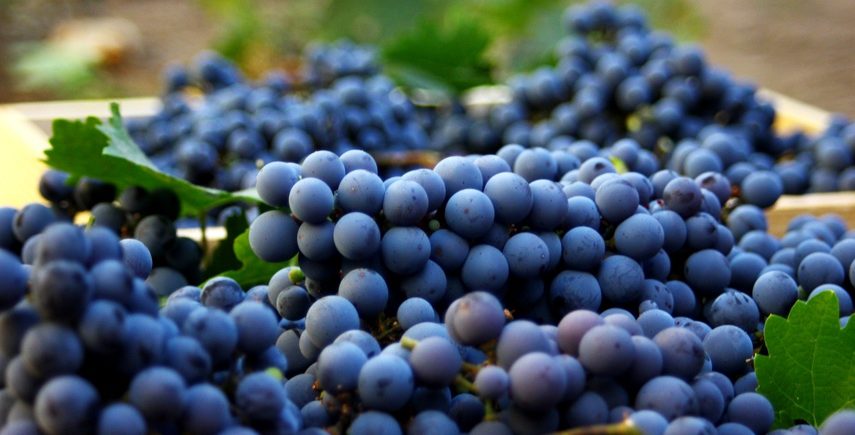 30 августа - празднуем день Каберне Совиньон, -15% на вина из этого сорта