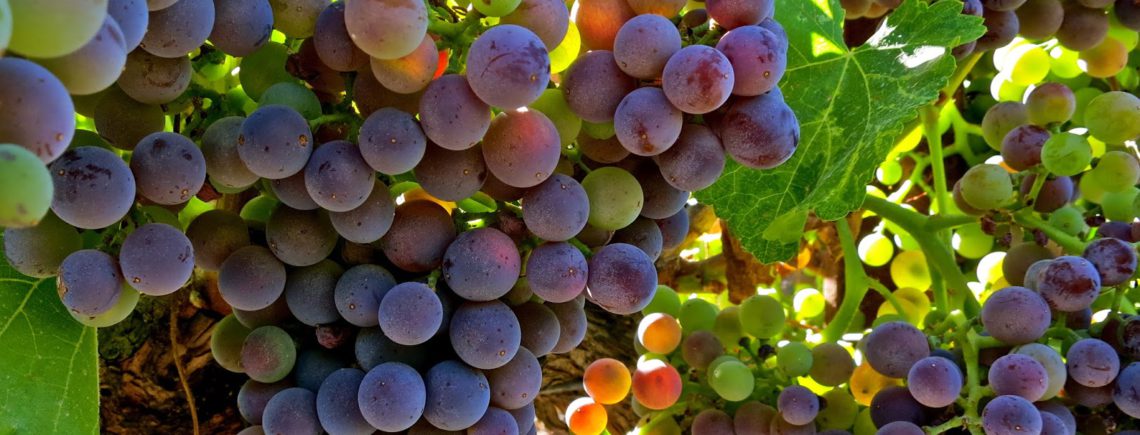 18 сентября - празднуем день Гарначи!