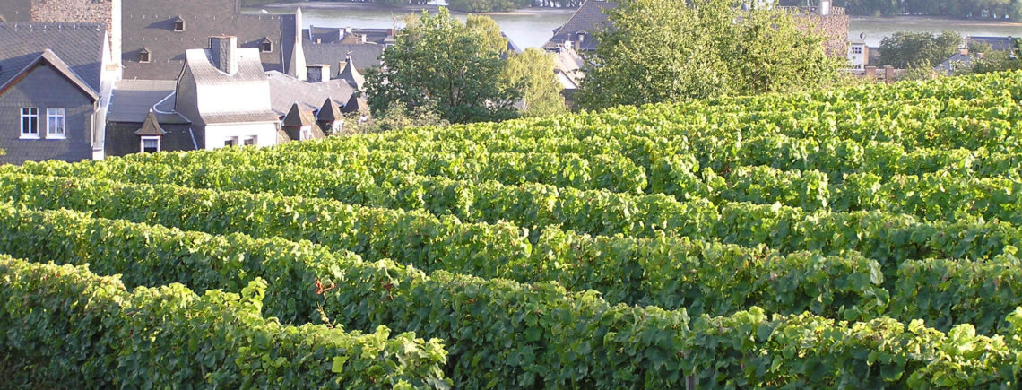 22 сентября 19.30 - РИСЛИНГ - "Король белых сортов", 2000р