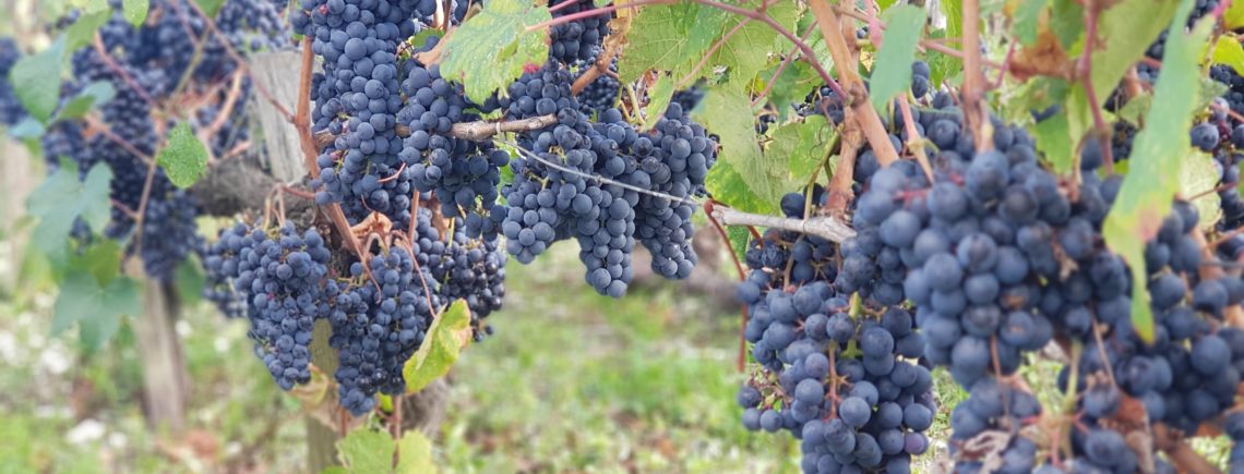 13 октября 19.30 - винная Франция - "бесконечный разговор" с дегустацией, 2000р.